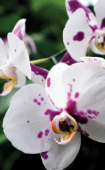orchids2