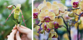 orchids3