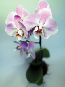 orchids4