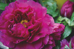 peony