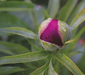 peony_bud1