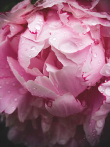 peony_close