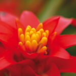 bromeliad