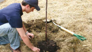 tree_planting_2