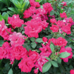 Knockout rose