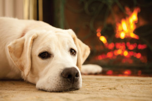 Yellow lab laying by the fire