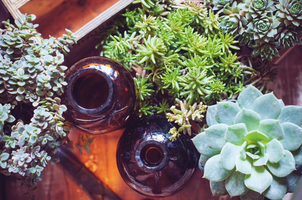 House plants and bottles