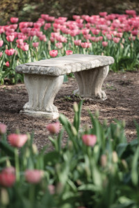 Empty Park Bench in a Tulip Garden