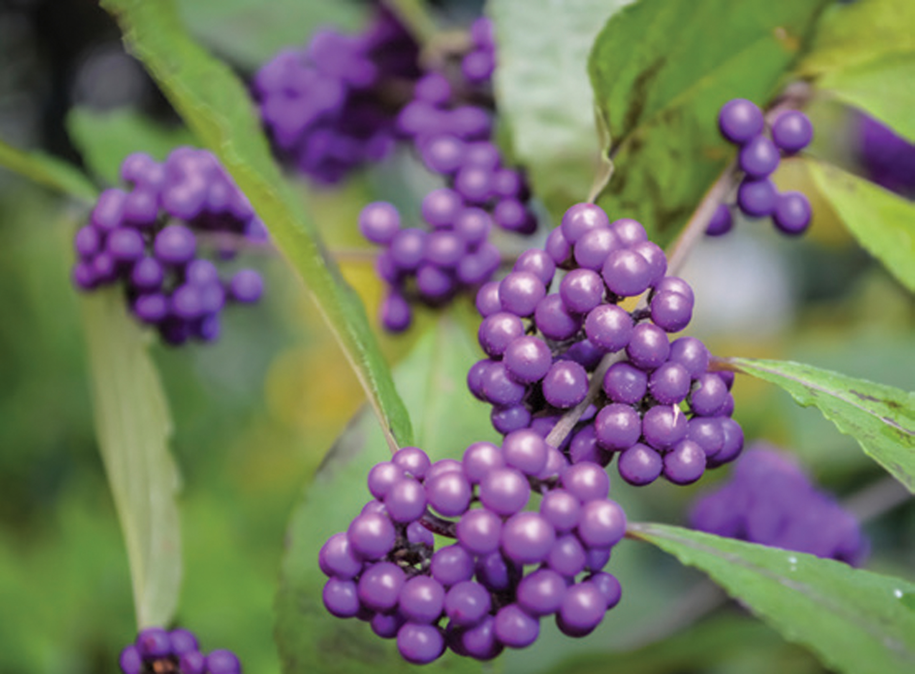 beautyberry