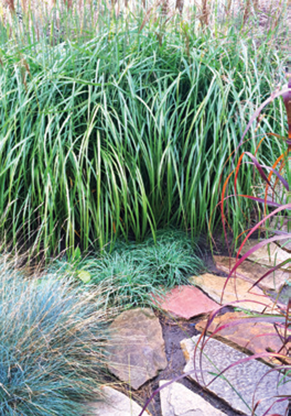 Decorative grass and stone path in the garden