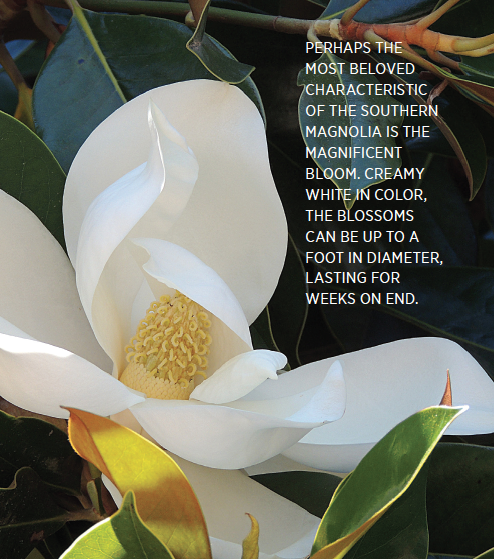 magnolia1