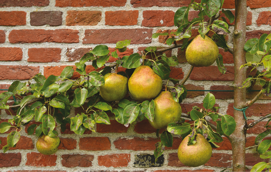 espalier1