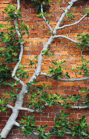 espalier3