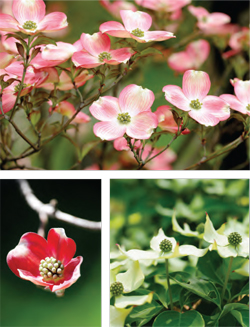 Garden_Dogwood_RV-S2018-2