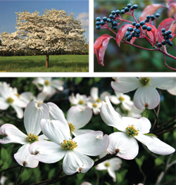 Garden_Dogwood_RV-S2018-3