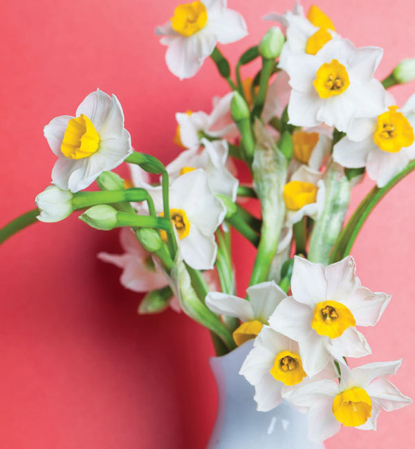 Garden_Daffodil1