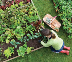 Garden_KitchenGardenPrimer2