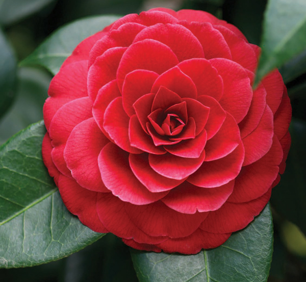 Camellia Reigns | Queen of the Winter Flowers | Roanoke Valley HOME